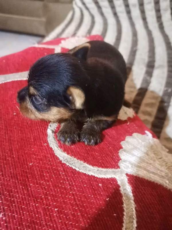 vendo yorkie mini