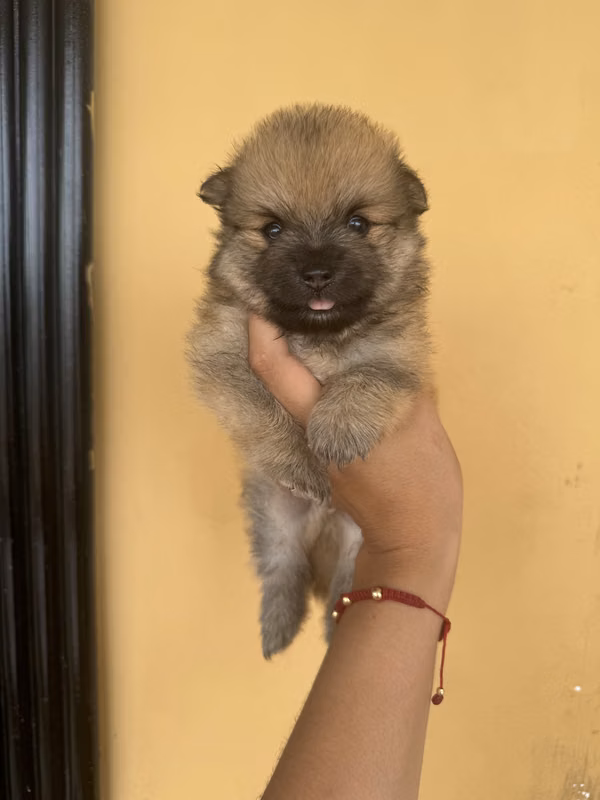 Pomeranian machos 2 mese