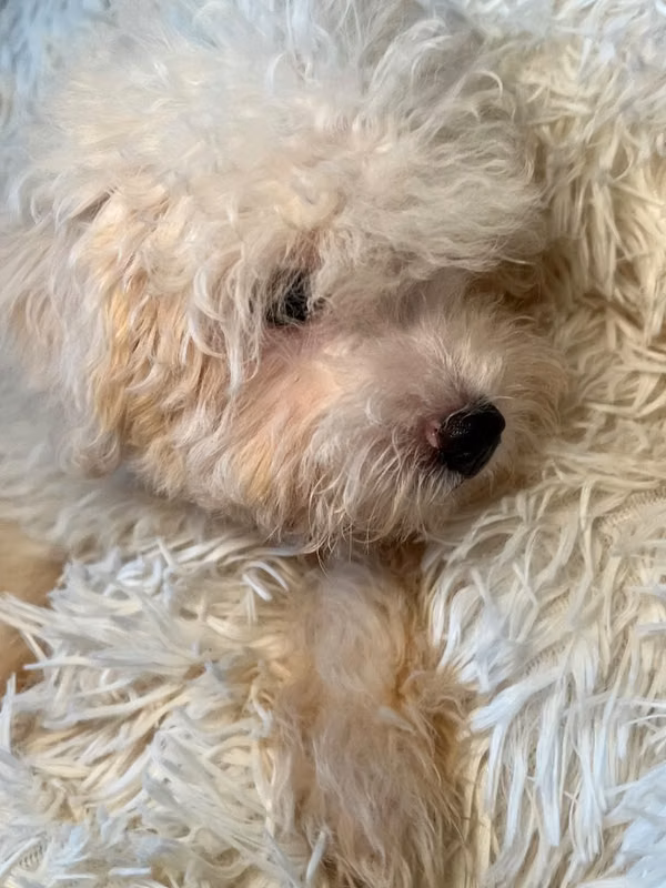 French poodle mini toy