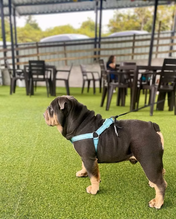 Busco Novia Bulldog Ingles