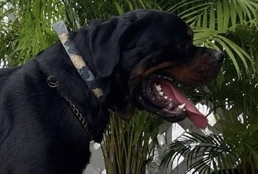 Rottweiler Importado de Alta Calidad — Para de Monta