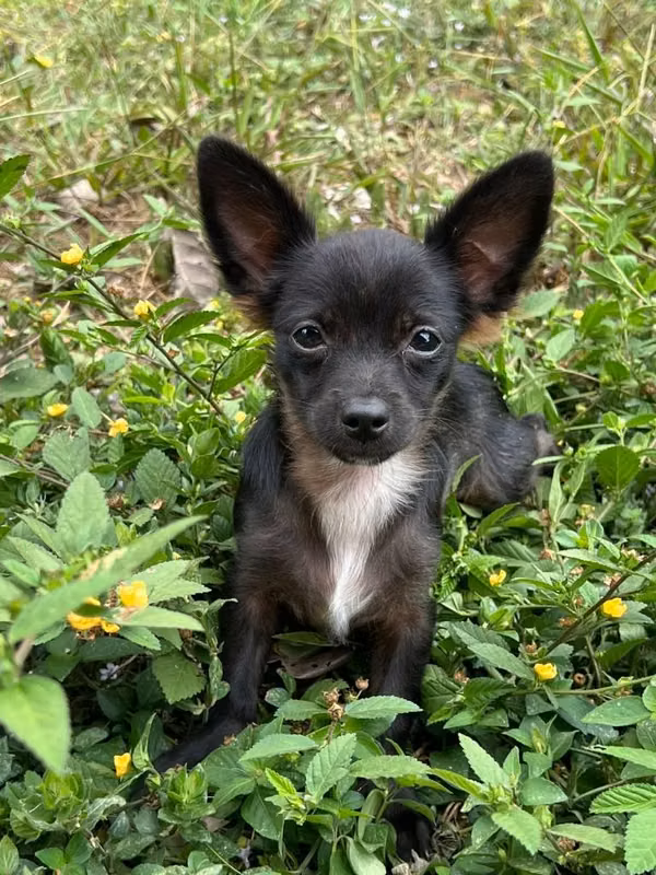 REBAJADO CHIHUAHUA PELO LARGO MACHO