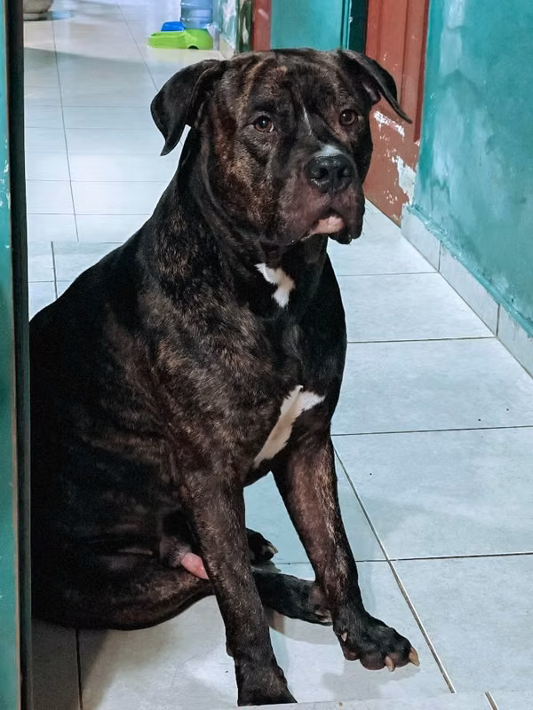 MACHO DE 4 AÑOS  BUSCO PARA CRUCE A ENBRA