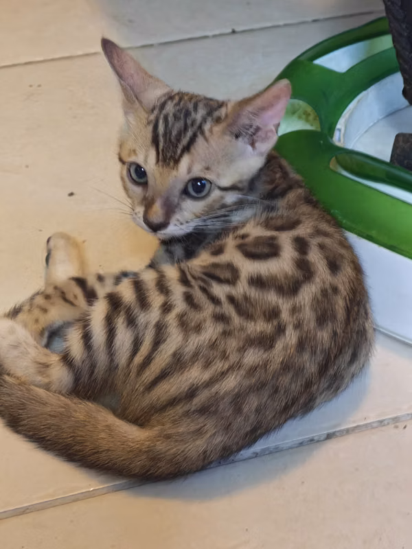 Gatos Bengals - Los Pequeños Leopardos