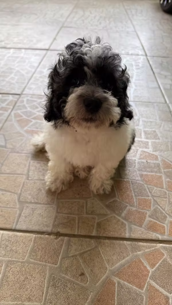 French poodle mini