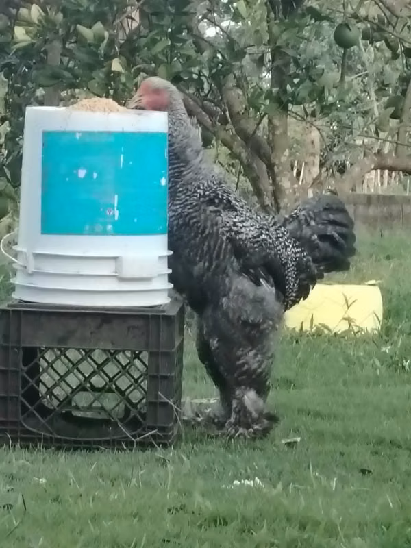Hermosos machos Brahma.