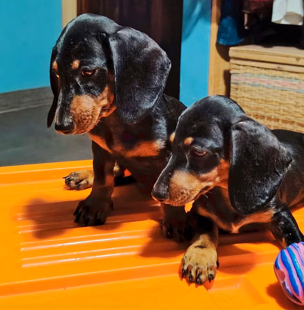 Dachshund