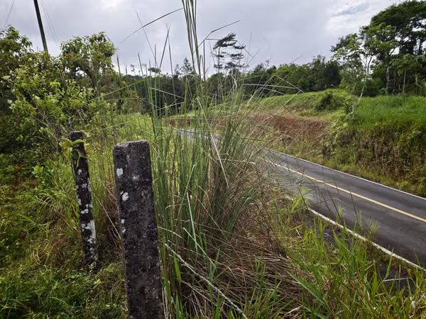 For Sale 50 Hectares Private Forest Reserve for Sale –