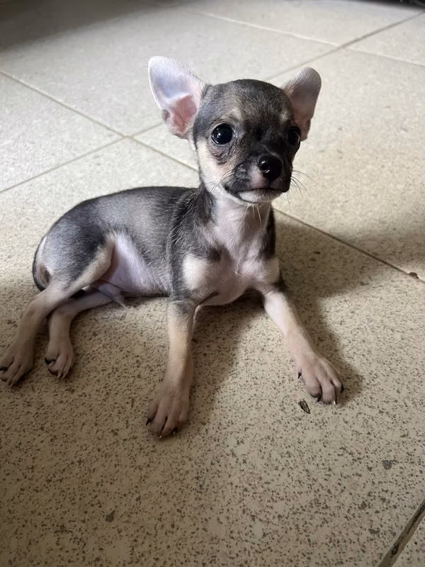 Cachorros Chihuahua