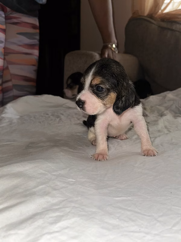 Cachorros beagles