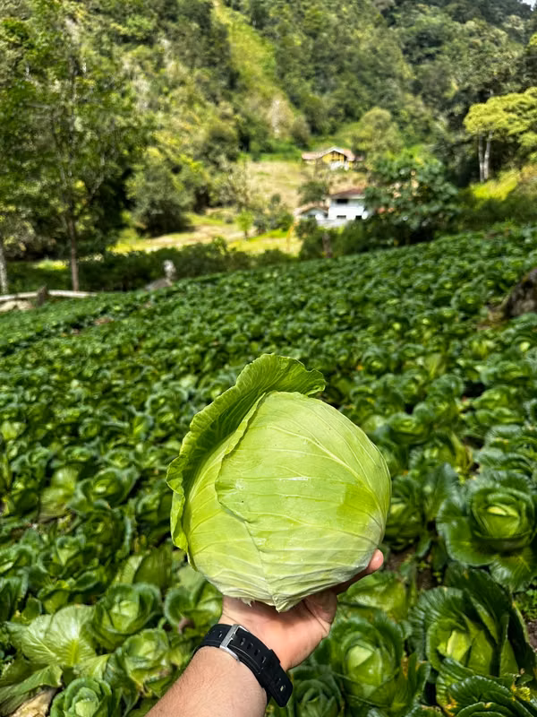 PRODUCTIVE FARM FOR SALE IN VOLCAN TIERRAS ALTAS CHIRIQUI 44 HECTARES $40K PER HECTARE