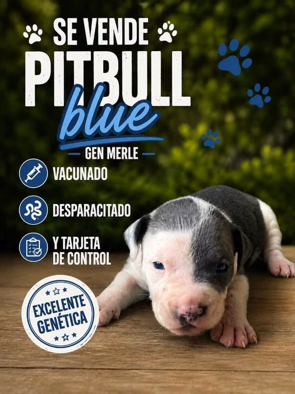 Pitbull Blue Macho (Gen merle)