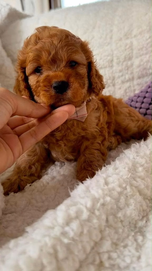 Goldendoodle toy