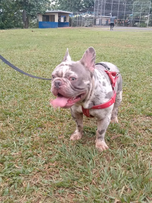 Se vende lindo Bulldog_frances
