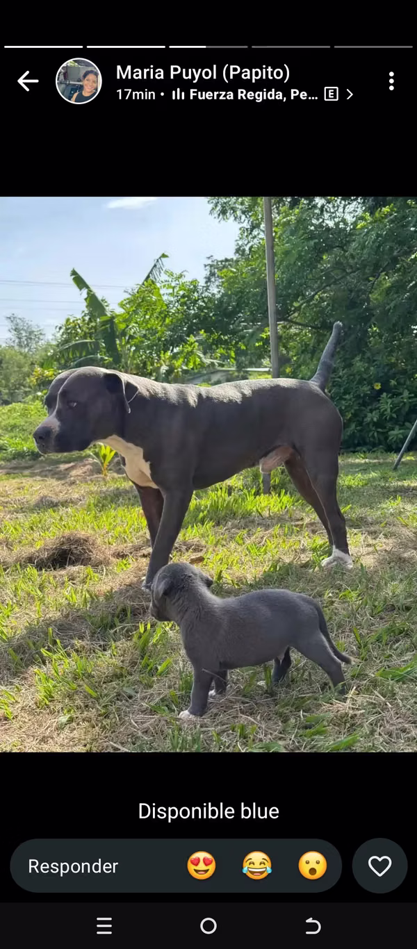 Vendo cachorros