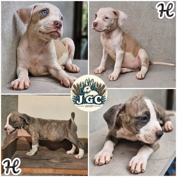 Cachorros pitbull en venta