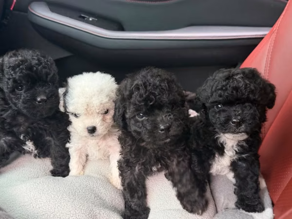 Hermosos machos french poodle mini con su tarjeta