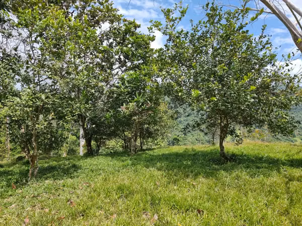 Se vende finca  166 hectáreas Cañita 1,000.00 por hectárea