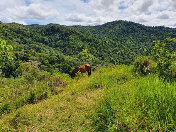 Se vende finca  166 hectáreas Cañita 1,000.00 por hectárea