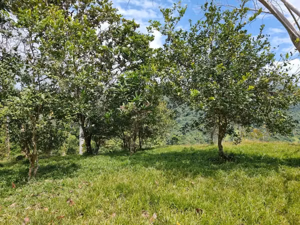 Se vende finca  166 hectáreas Cañita 1,000.00 por hectárea