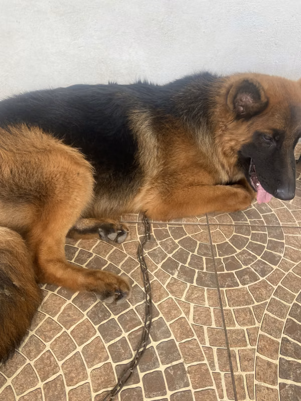 Cachorro Pastor Aleman