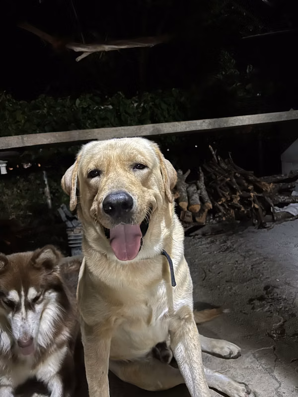 Busco Novia para mi Labrador