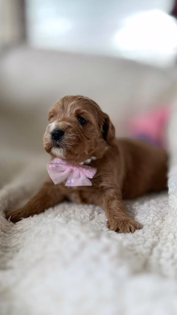 Goldendoodle toy hembra