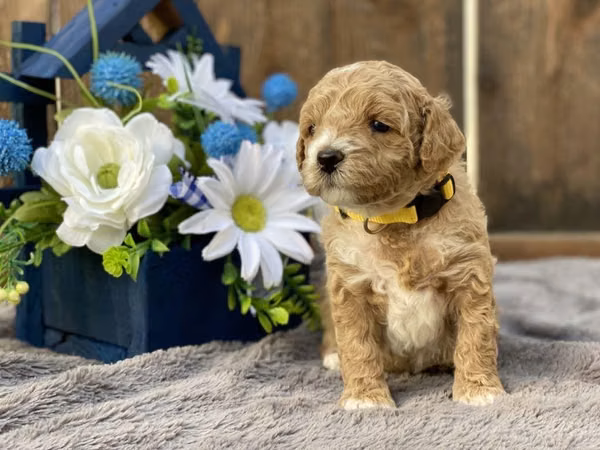 Hermoso Cavapoo toy macho