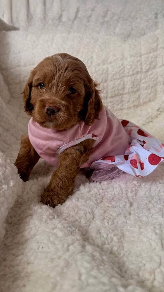 Hermosa cachorra
