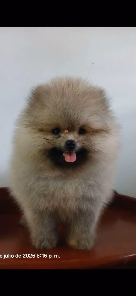POMERANIAN LINIA RUSA HEMBRA  MINI