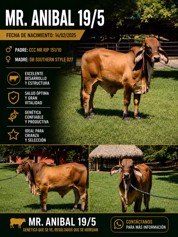MR. ANIBAL 19/5 – Excelente Genética | Disponible para la Venta