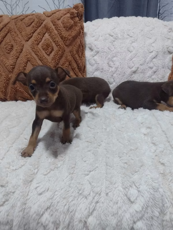 Cachorros Doberman Pinscher  pequeños color chocolate