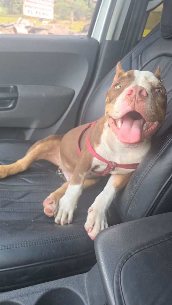 American bully 5 meses