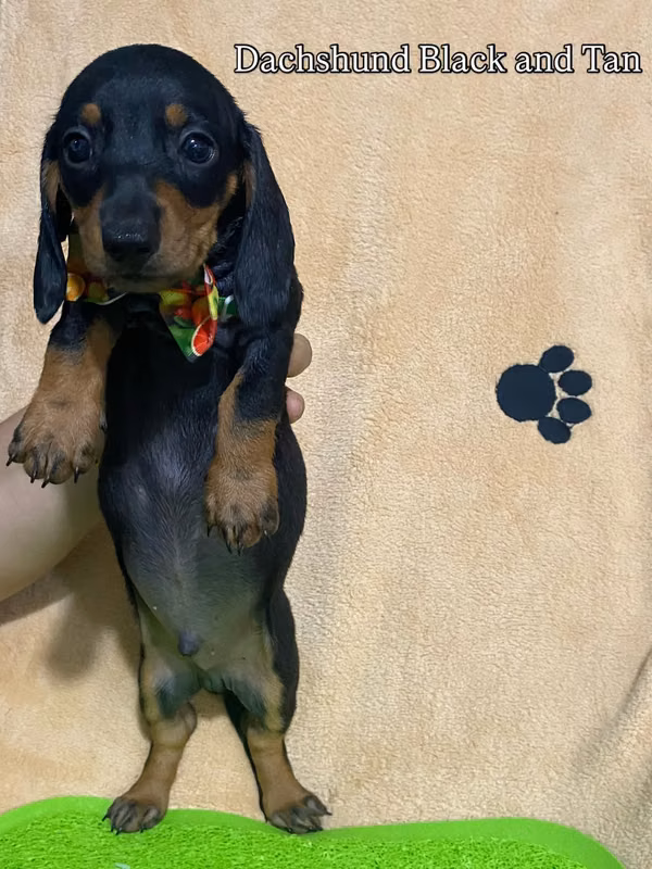 Hermoso perrito salchicha