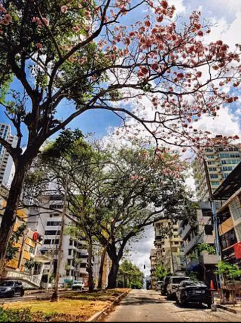 FOR SALE EL CANGREJO LUXOR 300