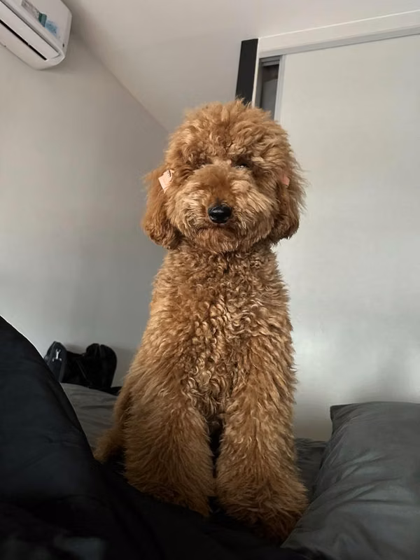 Cachorros Goldendoodle Estándar