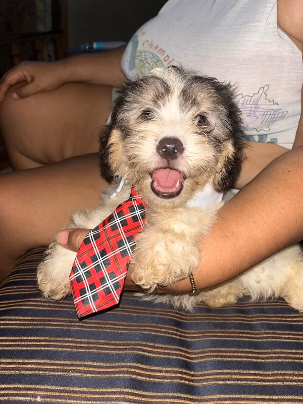 French Poodle Mini Toy