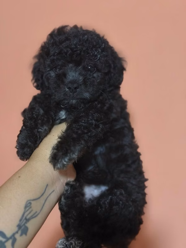 Hermoso machito french poodle mini con su tarjeta