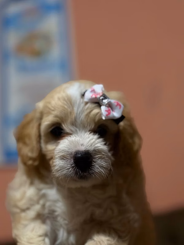 Hermosa hembra maltes poodle con su tarjeta