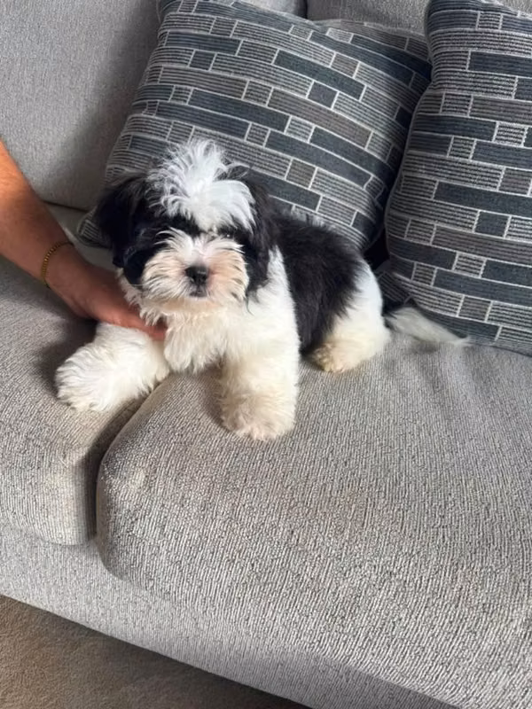 Se vende shih tzu imperial minis