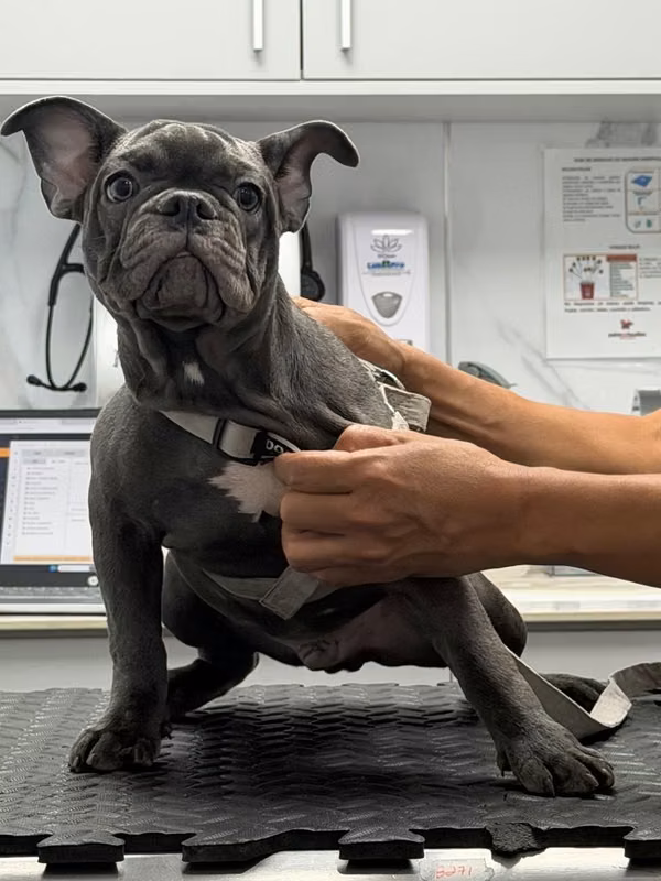 Frenchie