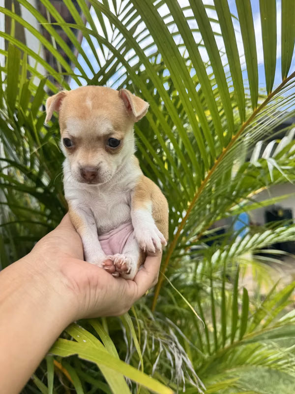 Chihuahua hembra en venta