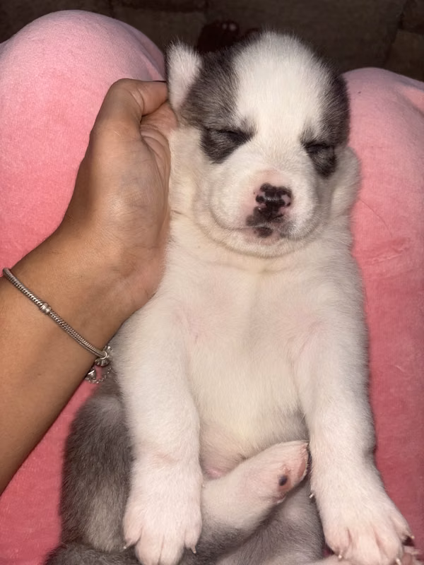 Se venden hermosos husky siberiano