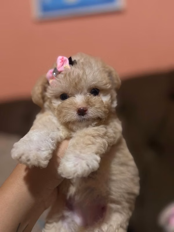 Bellas hembras maltipoo mini con su tarjeta