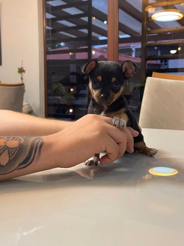 Chihuahua