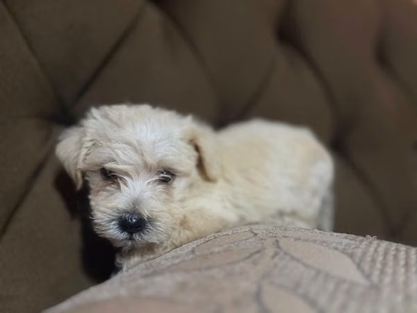 Negociable maltes poodle macho con su tarjeta