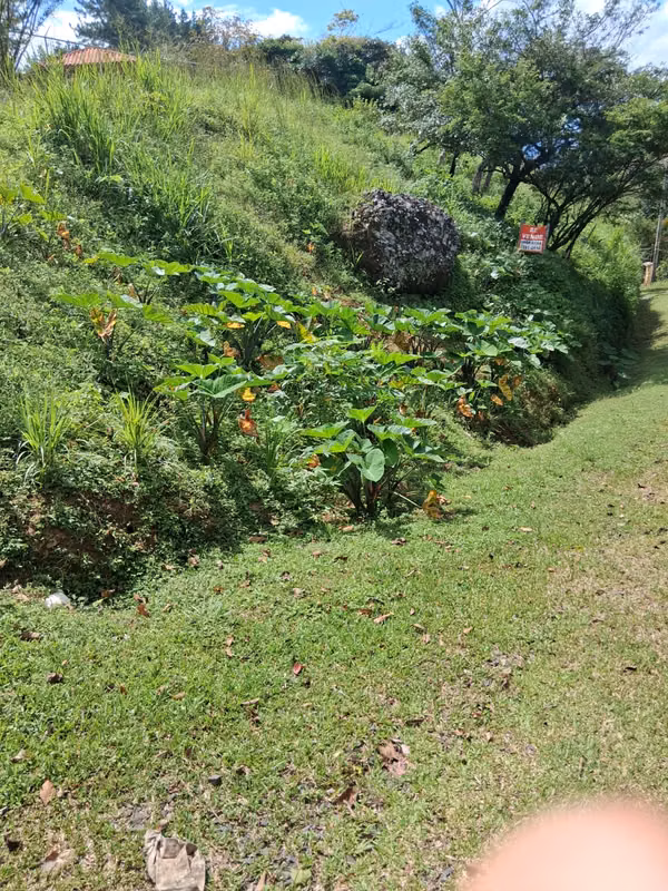 SE VENDE TERRENO EN LA LAGUNA DE SAN CARLOS
