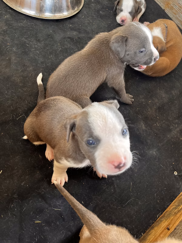 Venta American Pitbull Terrier