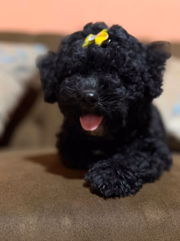 Hermosa hembra french poodle toy con su tarjeta