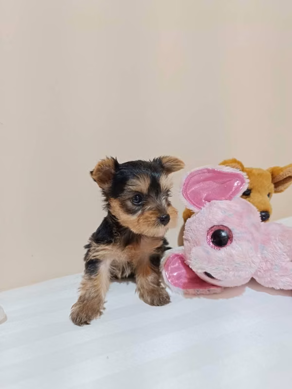 Vendo hermosa Yorkie hembra